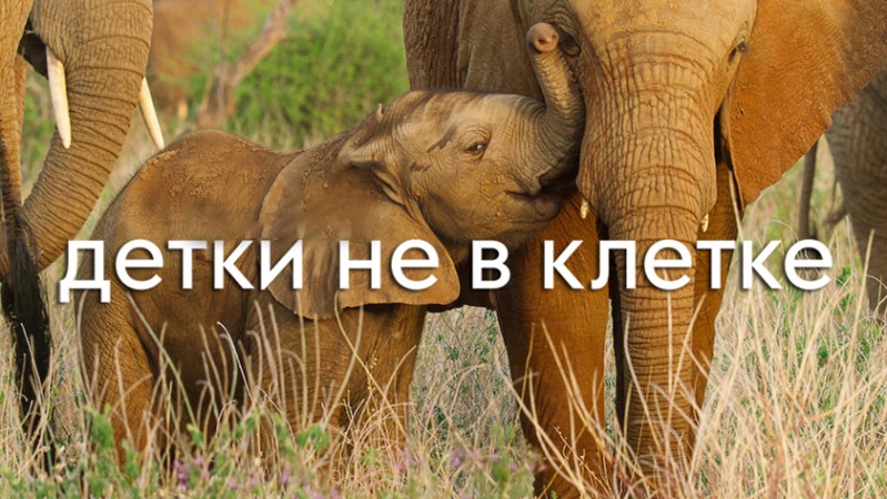 Детки не в клетке
