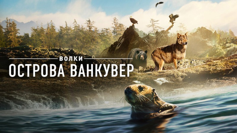 Волки острова Ванкувер Волки острова Ванкувер