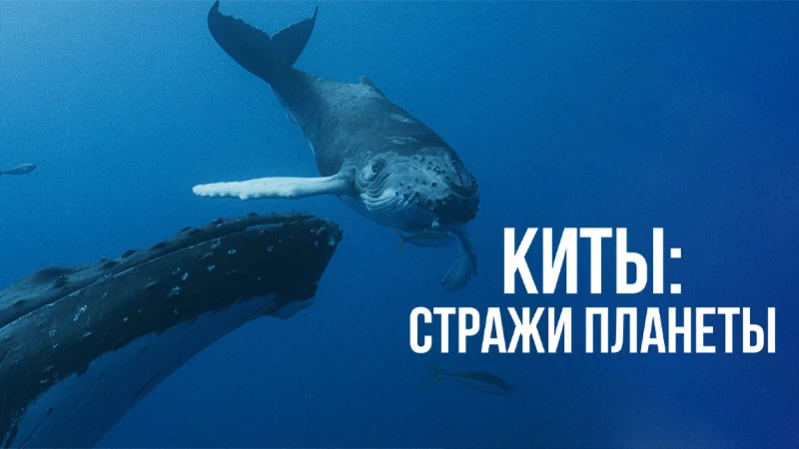 Киты: Стражи планеты Киты: Стражи планеты